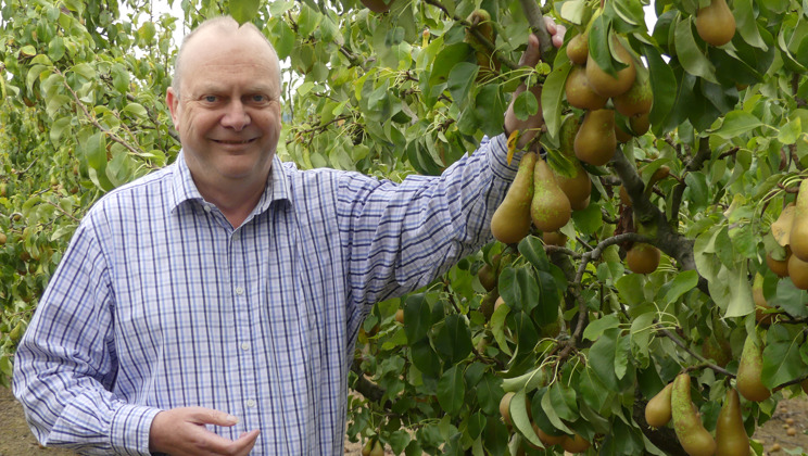 Perfectly Imperfect Wonky Pears Range Reduces Food Waste At Tesco